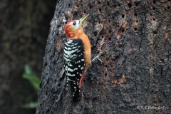 Rufous-bellied Woodpecker (Dendrocopos hyperythrus) by Kalyan Singh Sajwan