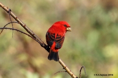Scarlet Finch (Carpodacus sipahi) by Kalyan Singh Sajwan