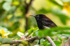 Black-throated Sunbird (Aethopyga saturata) by Varun Mathur