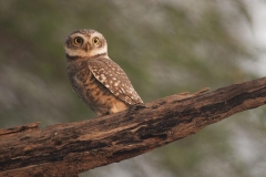 Spotted Owlet (Athene brama) by Christopher Mills