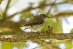 Little Pied Flycatcher (Ficedula westermanni ) by Christopher Mills