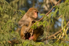 Rhesus Macaque (Macaca mulatta) by Christopher Mills
