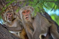 Rhesus Macaque (Macaca mulatta) by Gerard David