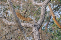 Leopard (Panthera pardus) by Gerard David