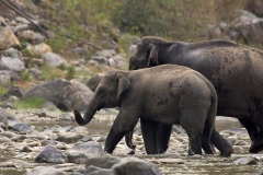 Asian Elephant, calf and matriach (Elephas maximus) by Bruce Oswald