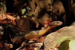 King Cobra (Ophiophagus hannah) by Anuradha Marwah